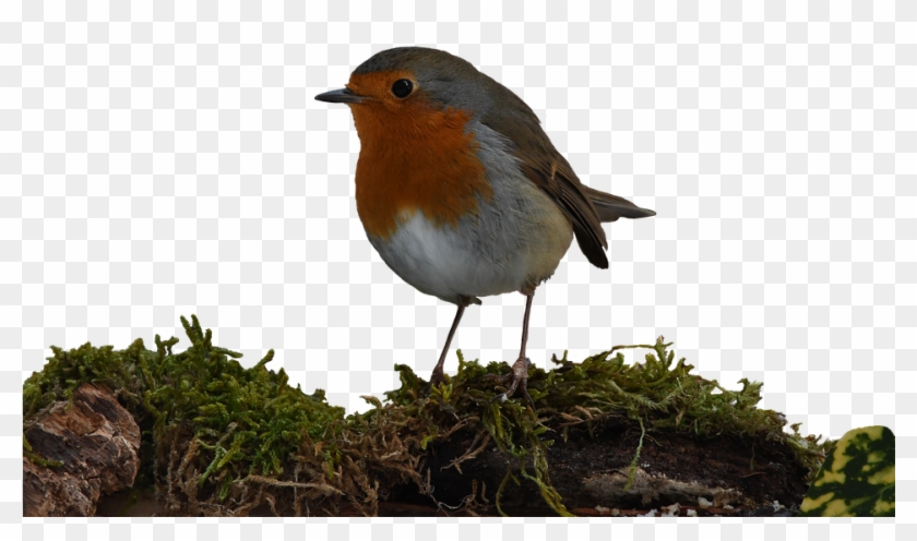 European Robin Clipart #1166254