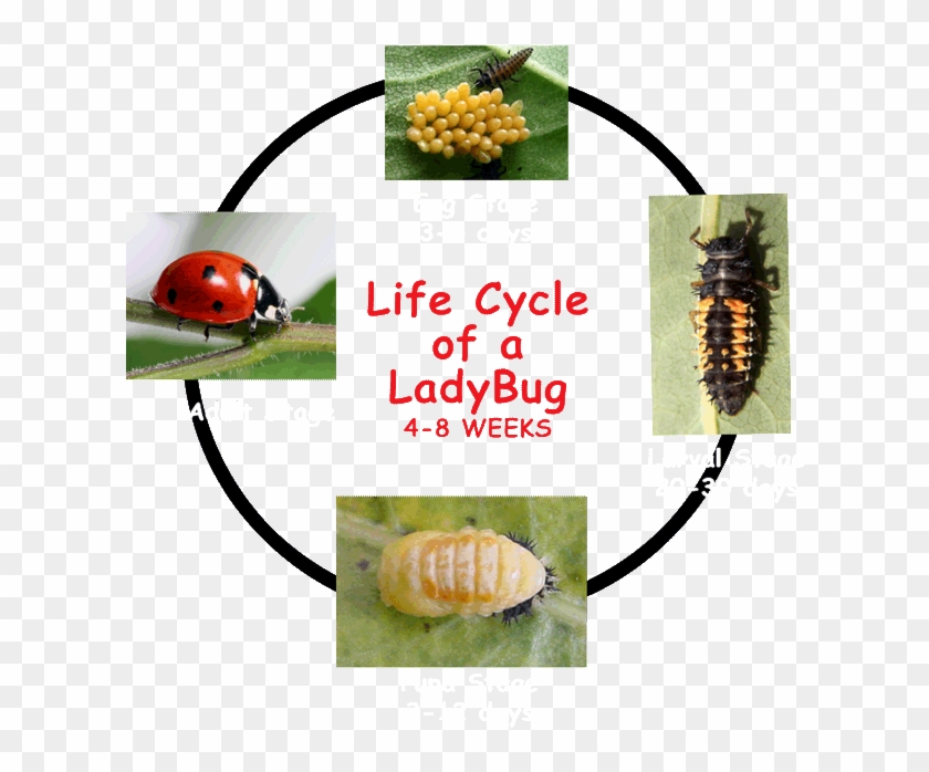 Ladybug Clipart Cycle - Ladybug Cycle - Png Download