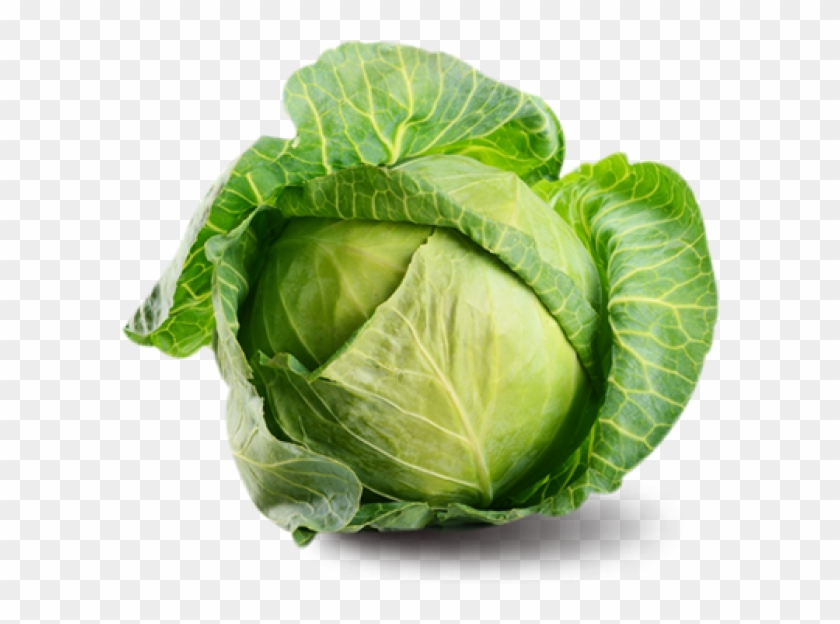 Cabbage Png Free Image Download - Fresh Vegetables Png Clipart #1167178