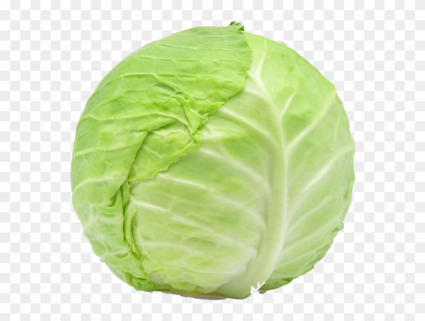 Cabbage - Steve Bruce Cabbage Clipart