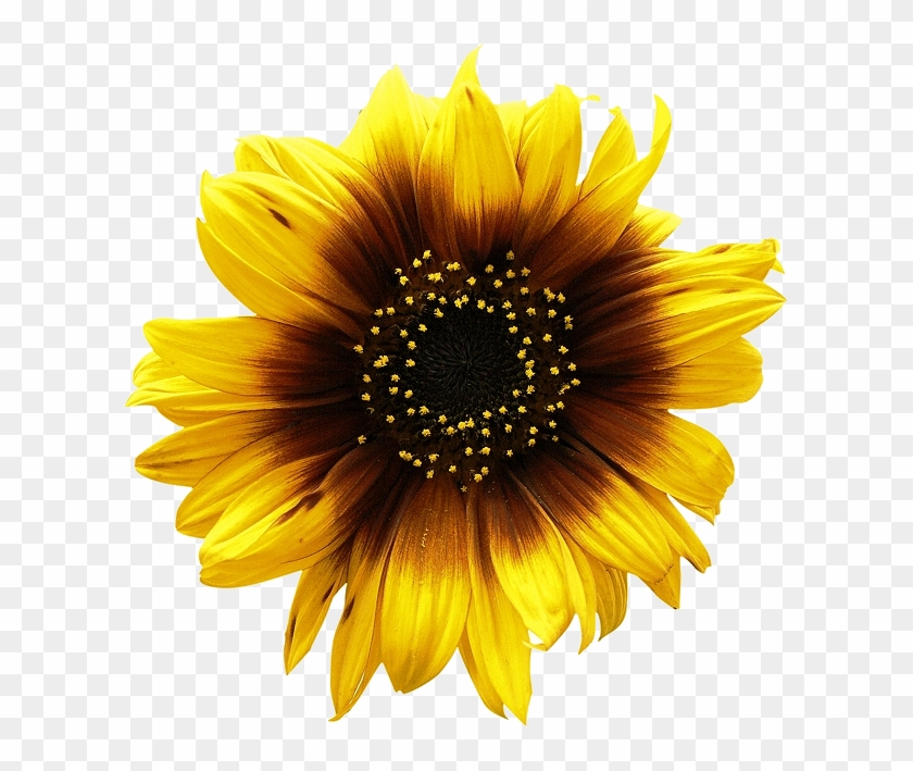 Sunflowers Png Picture - Sunflower Png Clipart #1170898