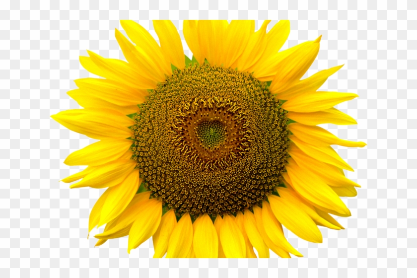 Sunflowers Png Transparent Images - Poem On Sunflower In English Clipart #1170946