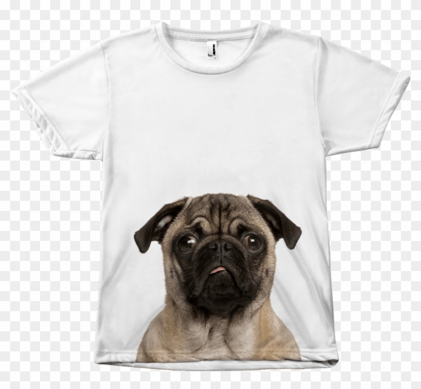 The Pug - Cash Me Outside Howbow Dah Tshirt Clipart