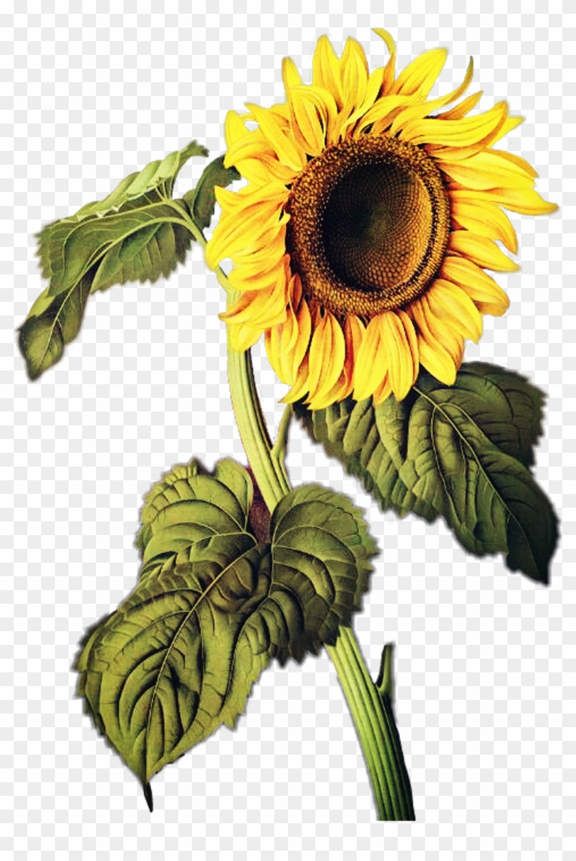 Sunflowers Sticker - Tranh Vẽ Hoa Mặt Trời Clipart #1171110