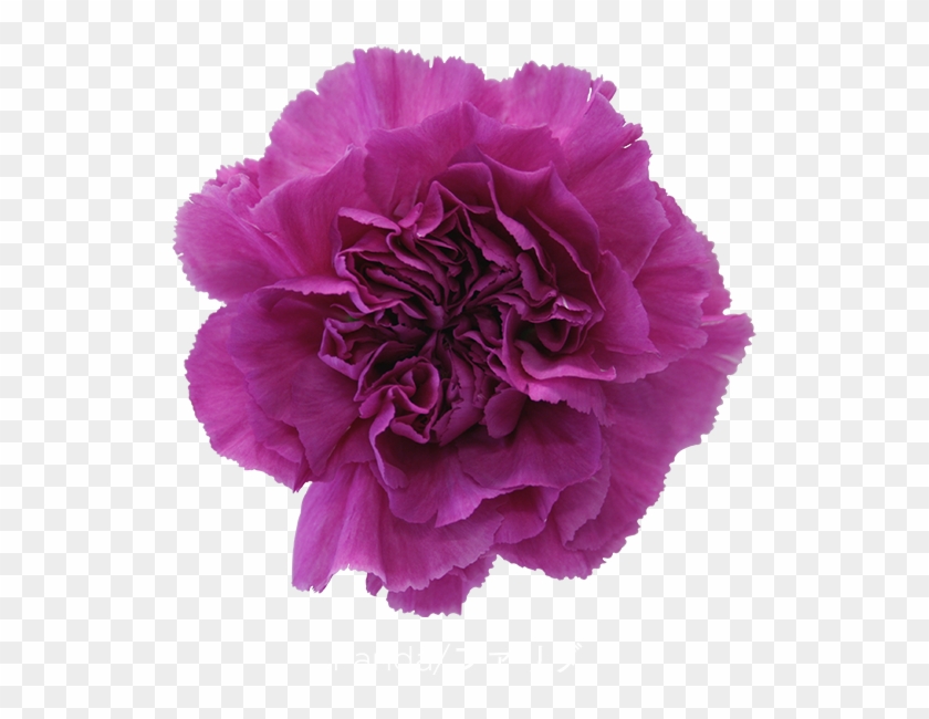 Colibri Flowers Carnation Farida, Grower Of Carnations, - Carnation Flower Lavender Clipart #1171203
