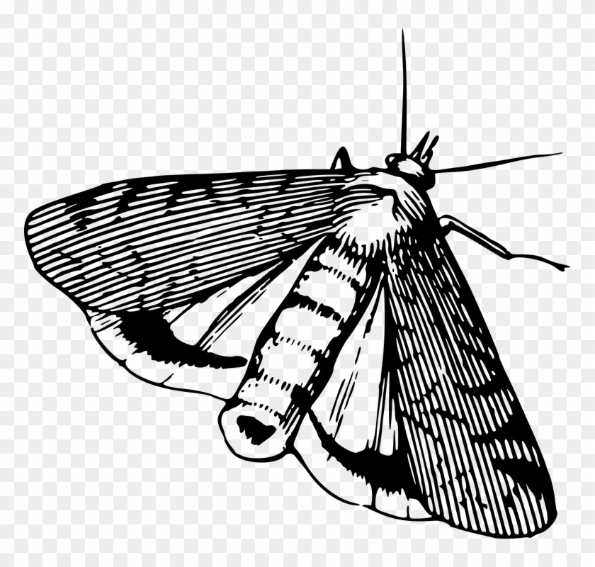 Animal, Insect, Moth - Black And White Drawing Of A Moth Clipart