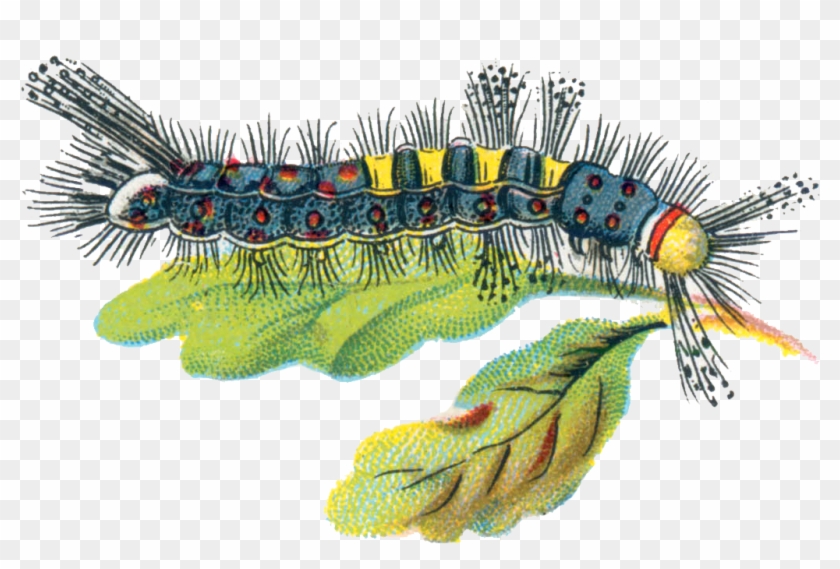 Caterpillar Png - Fluffy Caterpillar Illustration Clipart #1172074