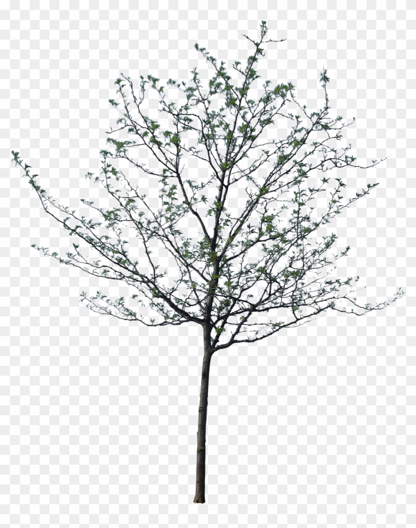 1600 X 1600 13 - Jarrah Tree Drawing Clipart #1174032
