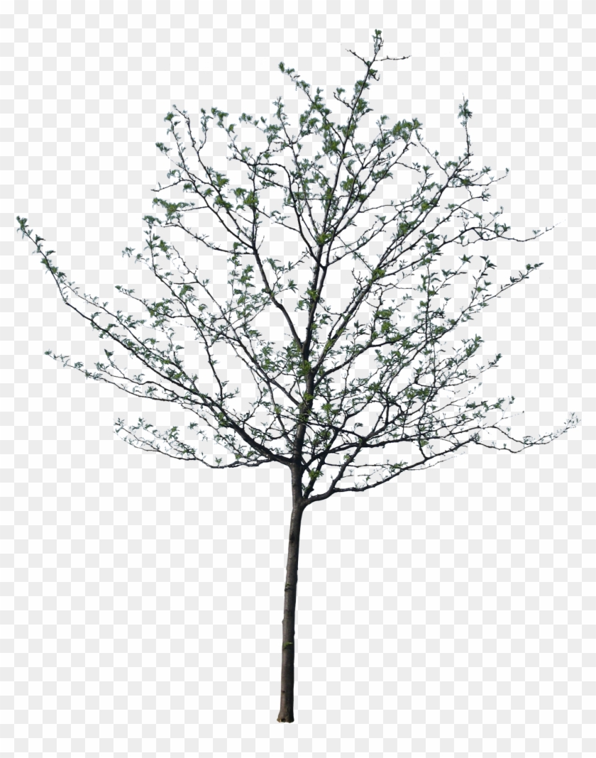 1600 X 1600 13 - Jarrah Tree Drawing Clipart