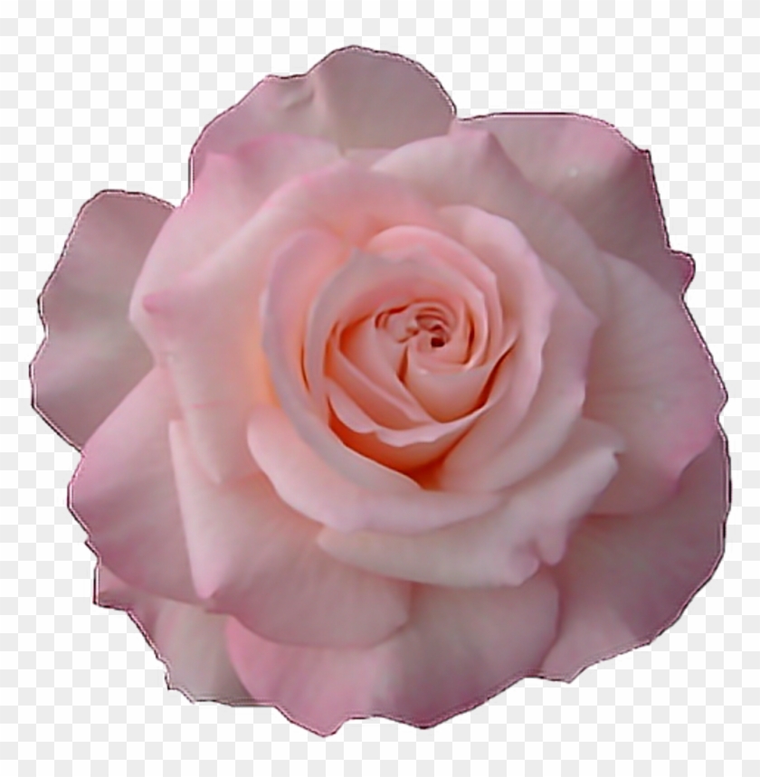 Tumblr Flower Transparent - Floribunda Clipart