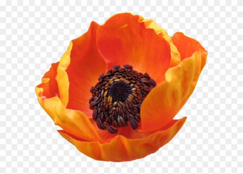 Ranuncula Clipart Transparent - Transparent Ranunculus - Png Download