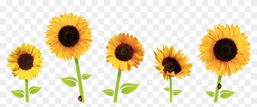 1499 X 548 11 - Sunflower Transparent Background Png Clipart #1176788