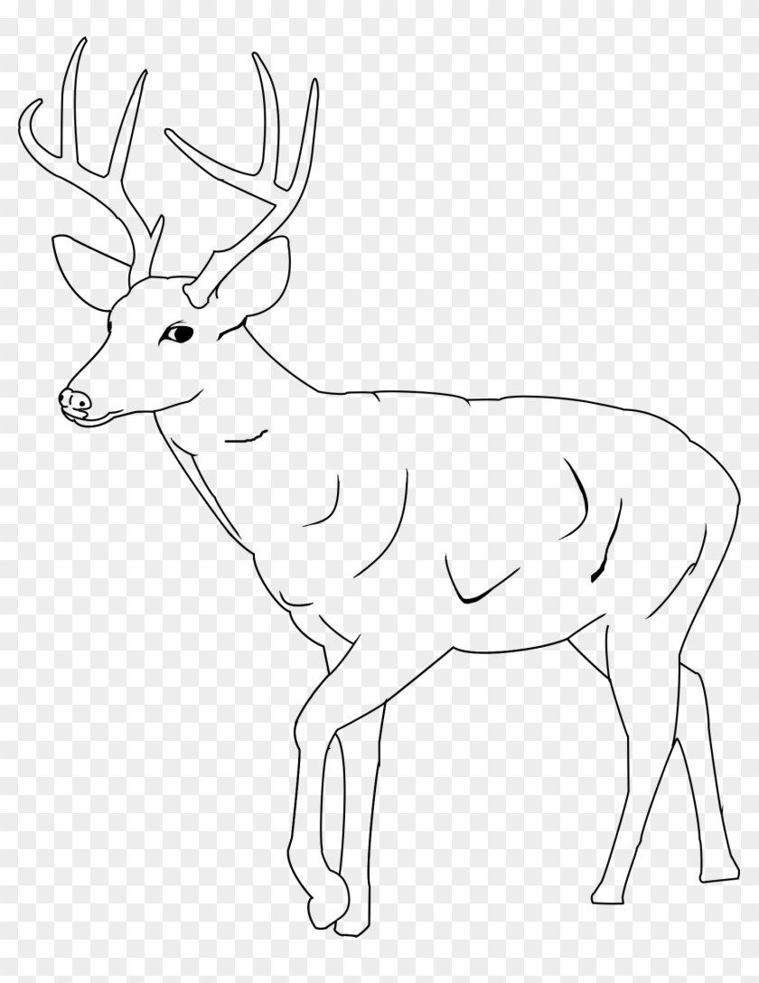 Drawn Traceable Pencil And In Color - White Tailed Deer Outline Clipart #1176864