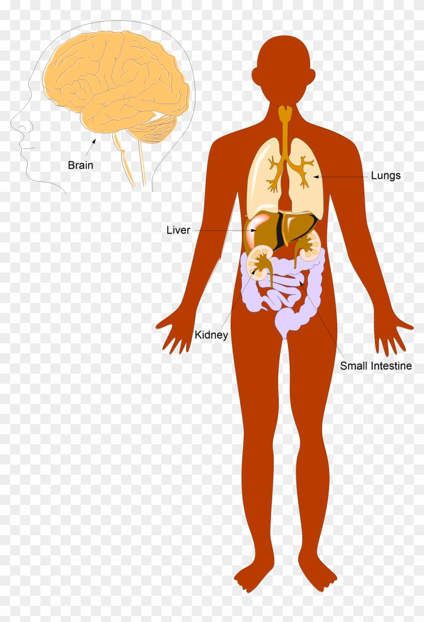 Anatomy Pic Labeled - Illustration Clipart