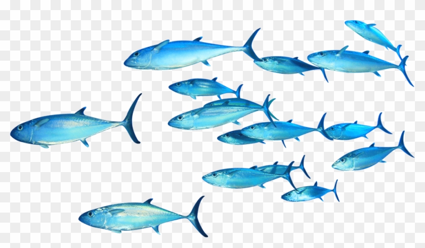 Thunnus Fish Clip Art - Fish Swimming Png Transparent Png