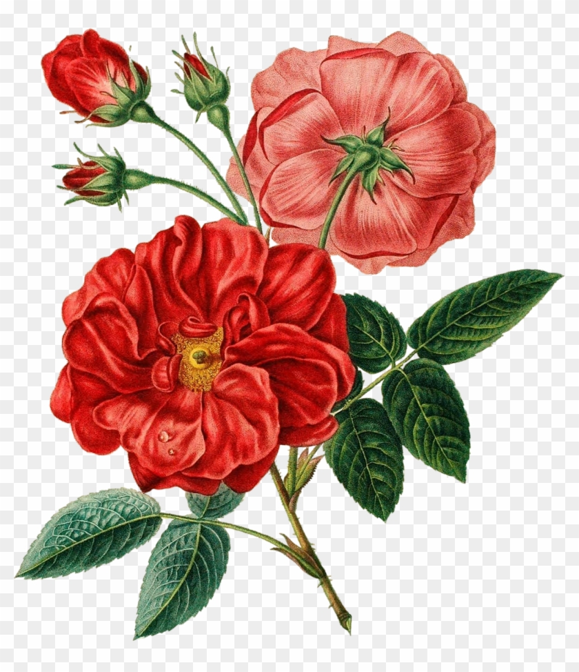Flower Red Botanical Flowers Transprent - Botanical Illustration Png Clipart #1181015