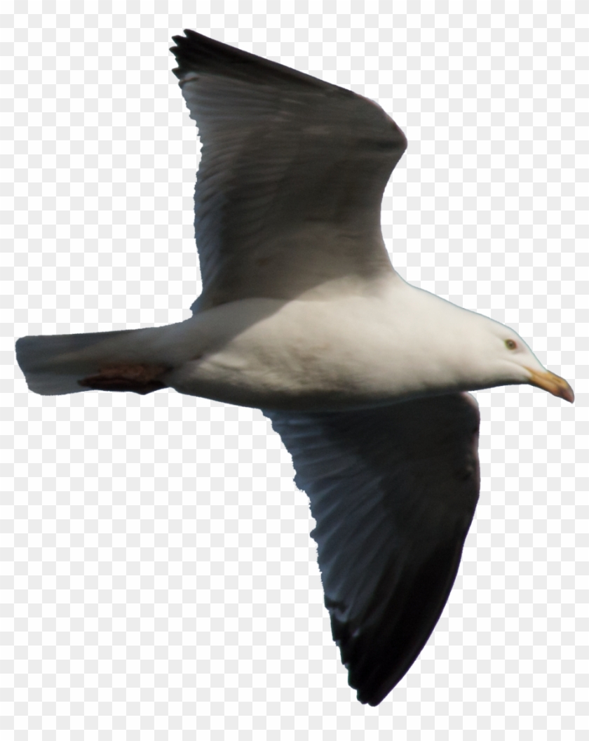 Image - Gulls Clipart #1181878