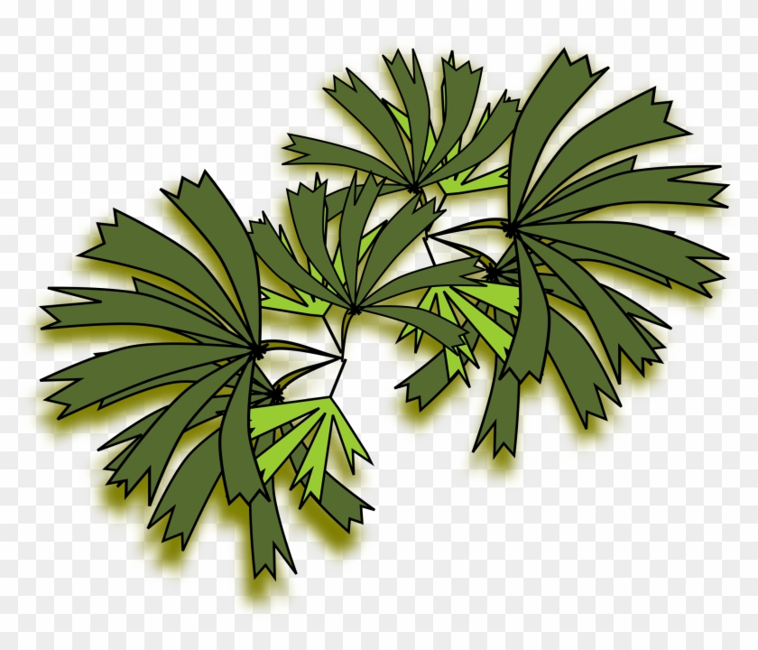 2400 X 2239 5 - Palmeira Raphis Top View Clipart