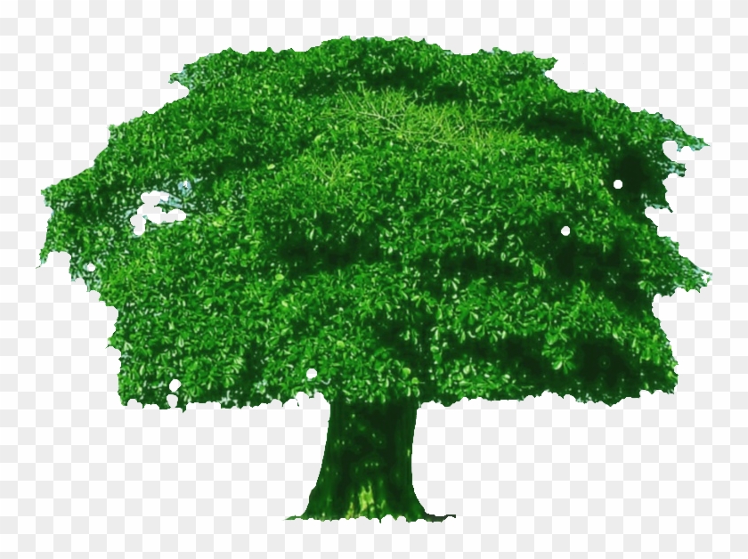 760 X 548 1 - Thick Tree Clipart