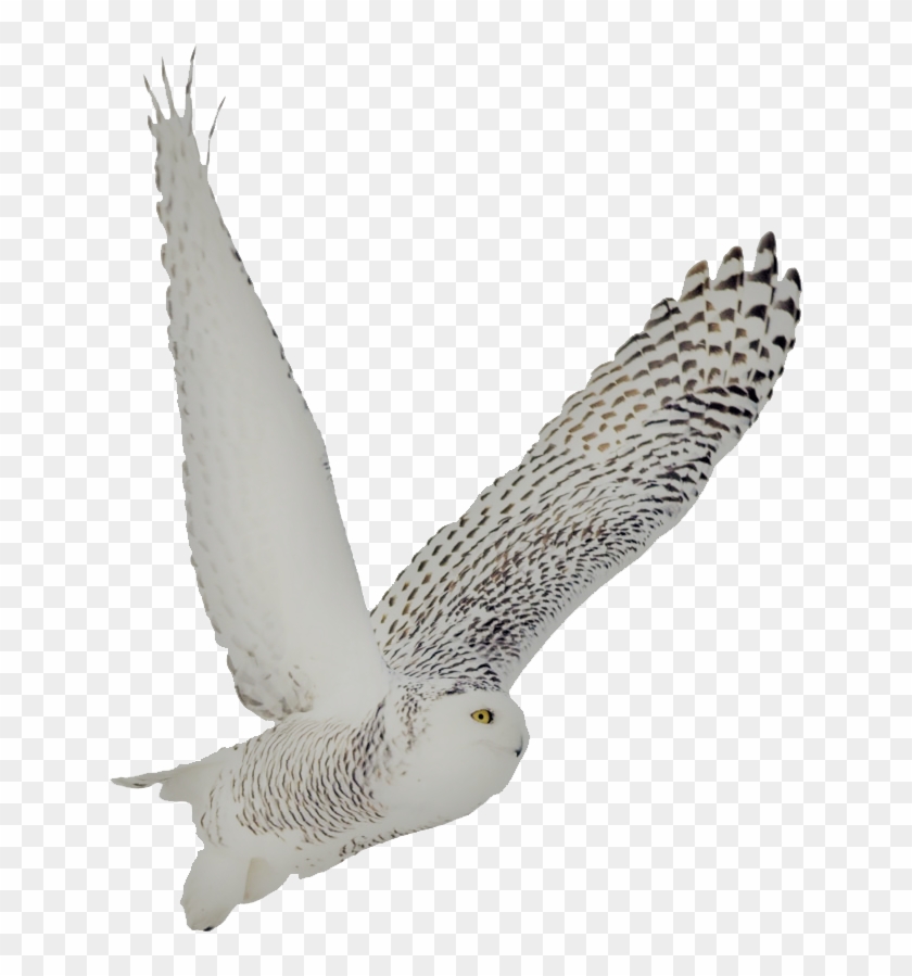 800 X 837 4 - Snowy Owl Transparent Owl Clipart