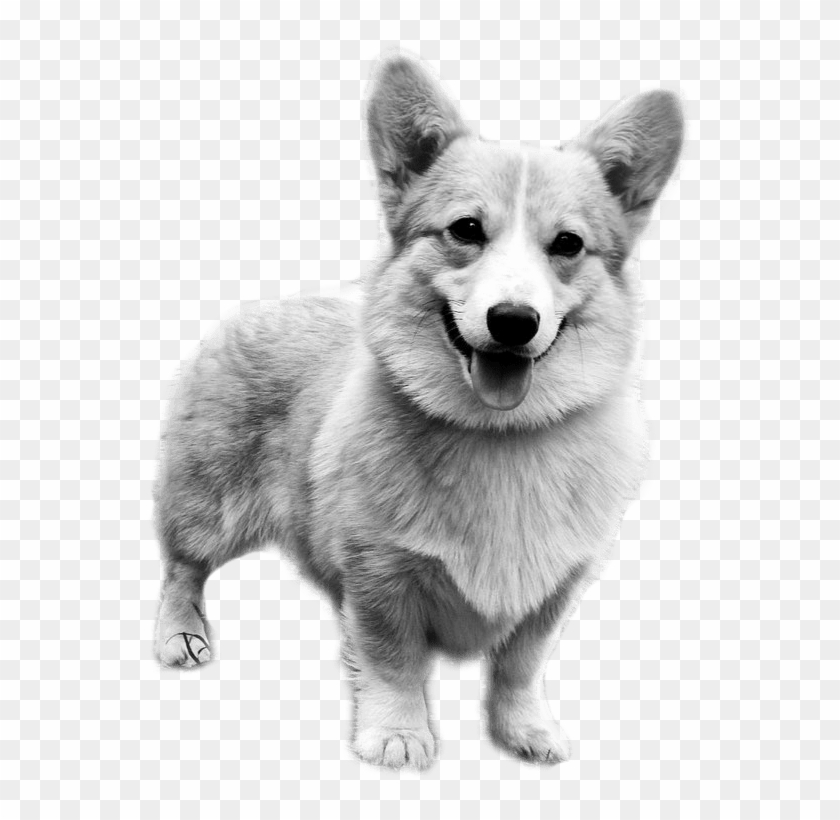 Celine Angelia Welsh Corgi - Dorgi Clipart