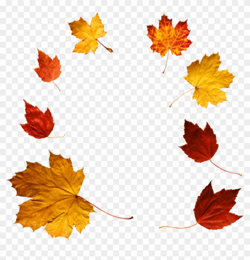 Free Png Download Autumn Leaves Clipart Png Photo Png - Autumn Leaves Real Png Transparent Png
