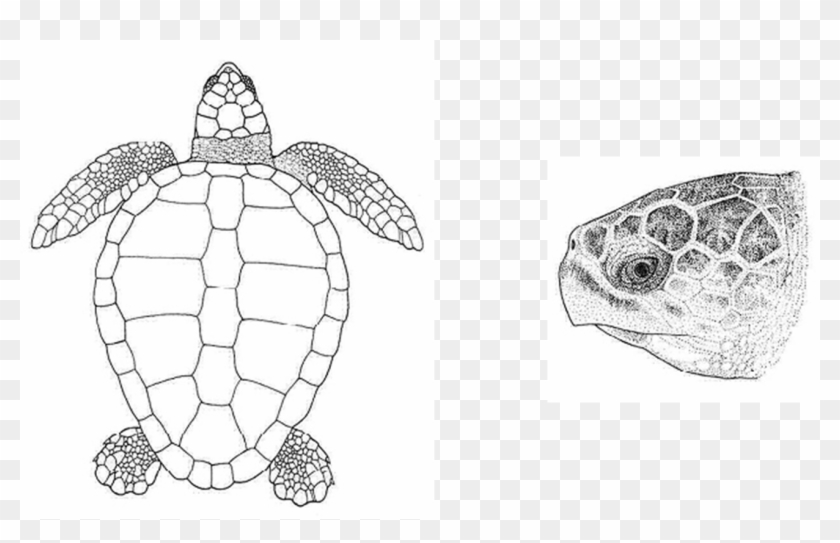Sea Turtle Clipart Spring - Loggerhead Sea Turtle - Png Download