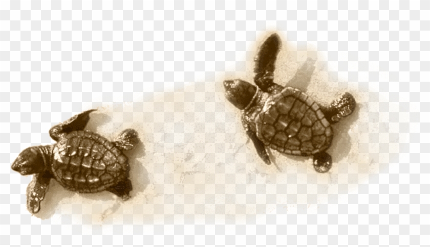 Little Turtle On Sand - Kemp's Ridley Sea Turtle Clipart #1184707