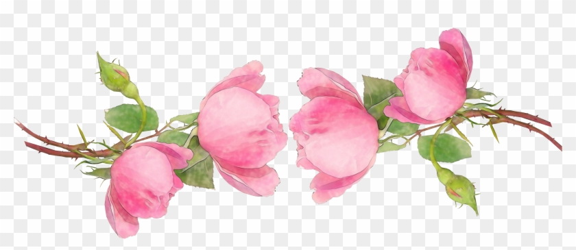 Amazing Rose Flowers Watercolor Png - Garden Roses Clipart