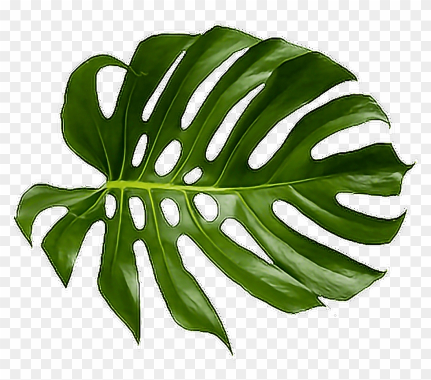 Tropical Png - Green Tropical Leaf Png Clipart