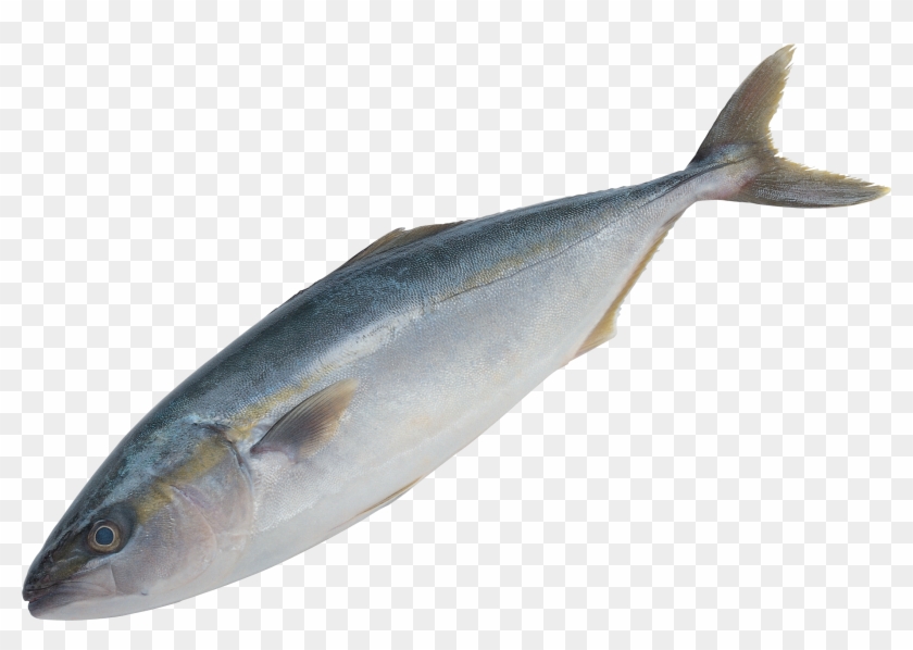 Fish Png Clipart