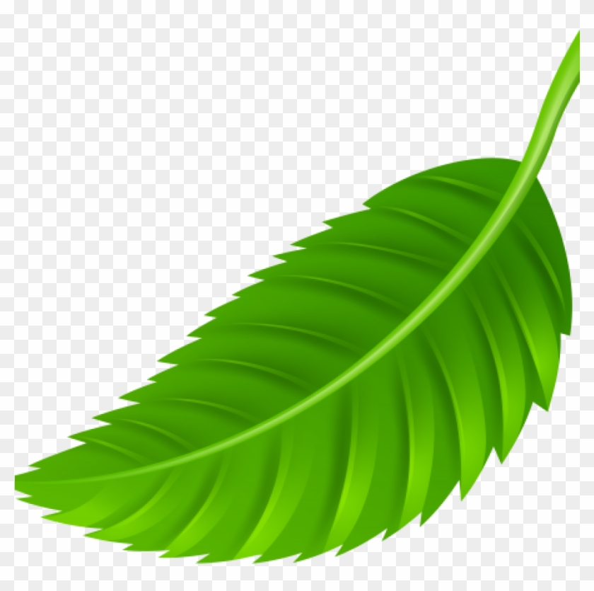 Leaf Images Clip Art Leaf Png Clip Art Best Web Clipart - Clip Art Transparent Png #1187694