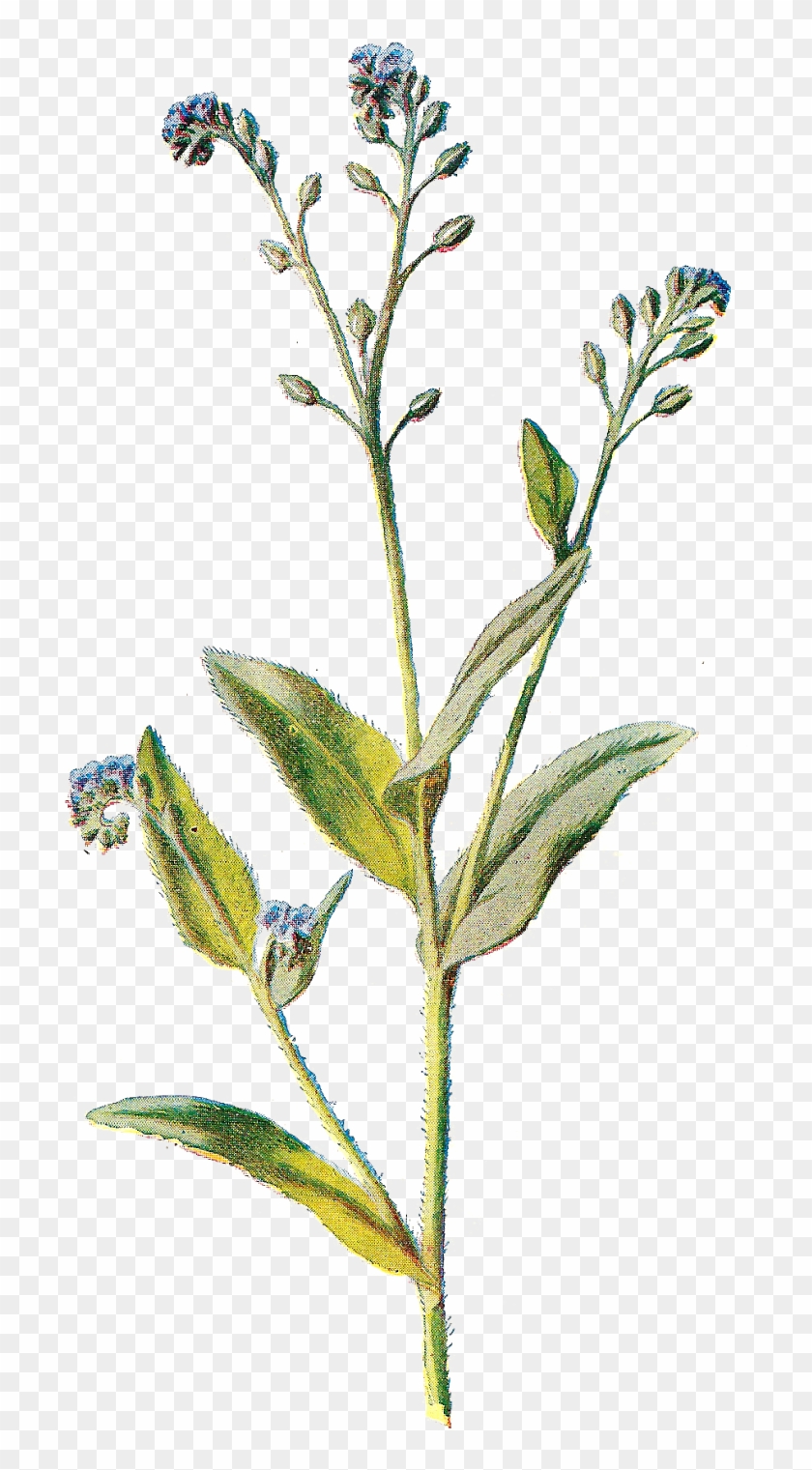 Wildflower Field Free Clipart - Wildflower Png Transparent Png