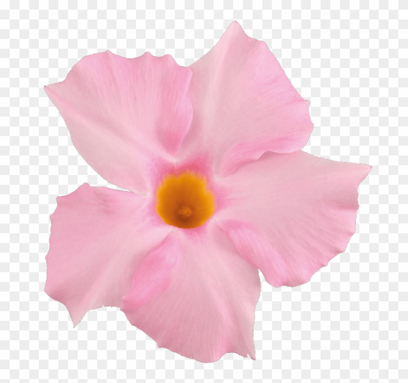 871 X 1111 1 - Light Pink Flower Png Clipart #1189412