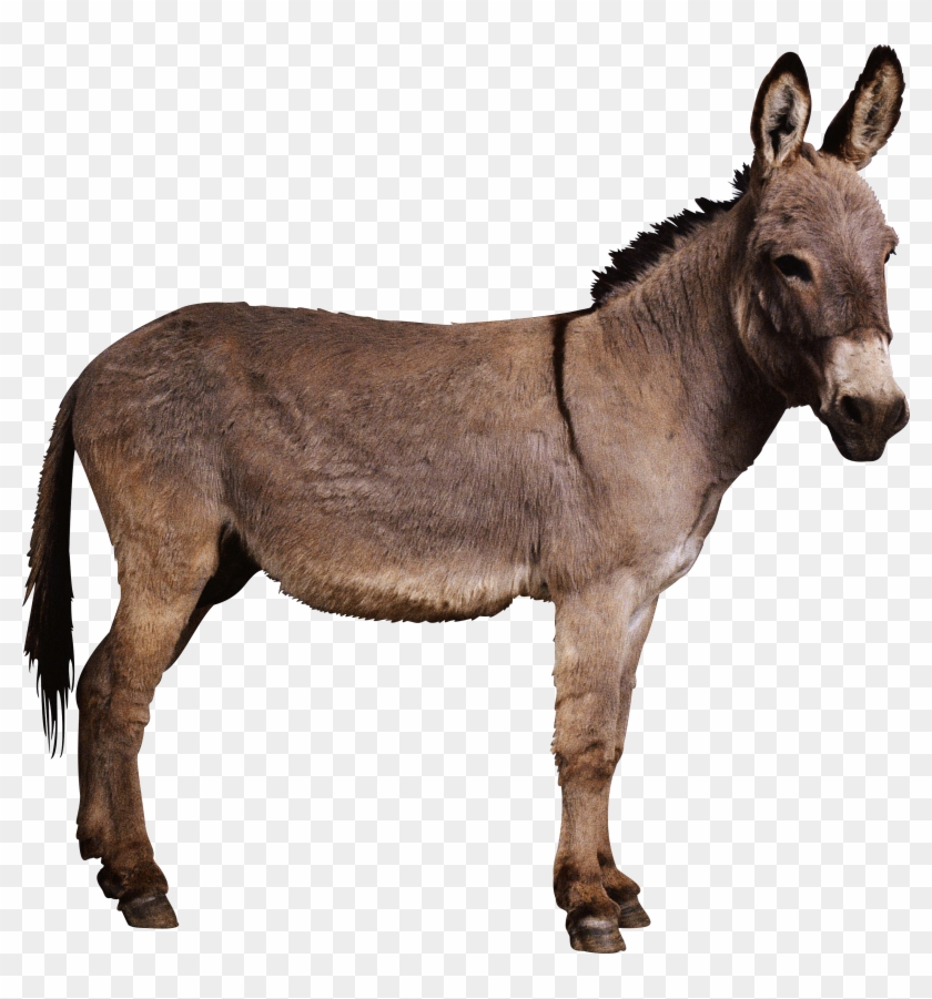 Donkey Png Clipart #1189801