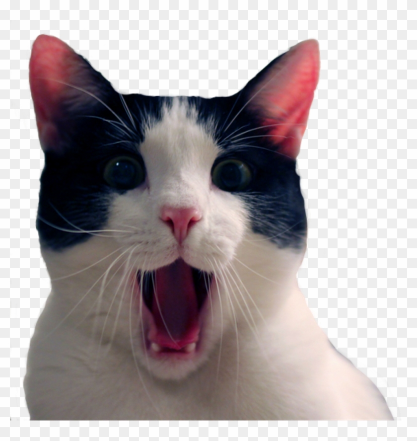 Stickers Sticker - Memes Divertidos Del Gato Clipart