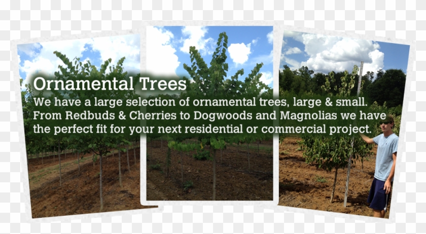 123 - River Birch Clipart #1190375