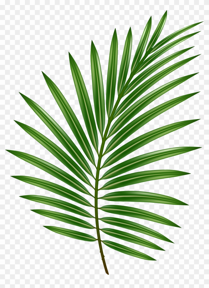 Palm Leaf Transparent Png Image - Western Yew Clipart