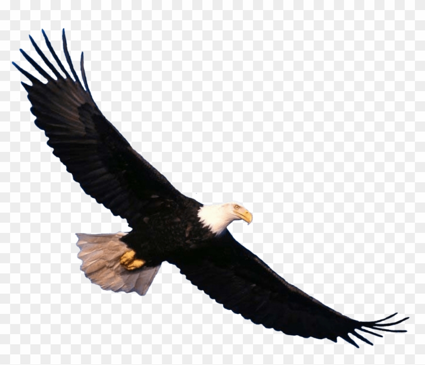 Bald Eagle Flying - Eagle Png Clipart #1194144