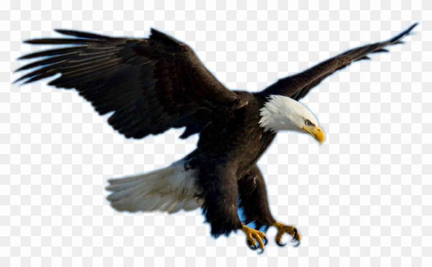 Bald Eagle Clipart Picsart - Eagle Flying - Png Download