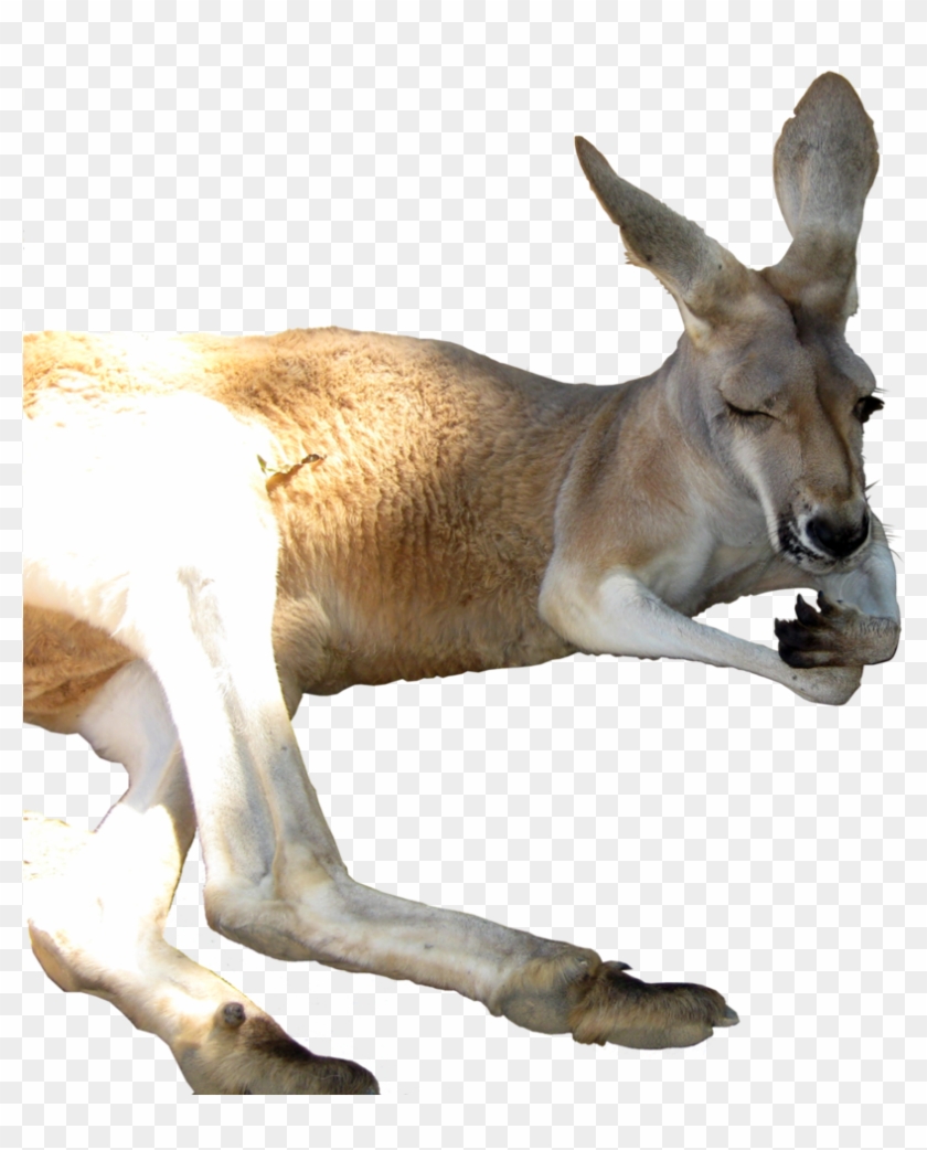 Kangaroo Png - Kangaroos Transparent Background Clipart #1198428