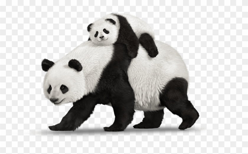 Red Panda Clipart Telus - Telus Pandas - Png Download