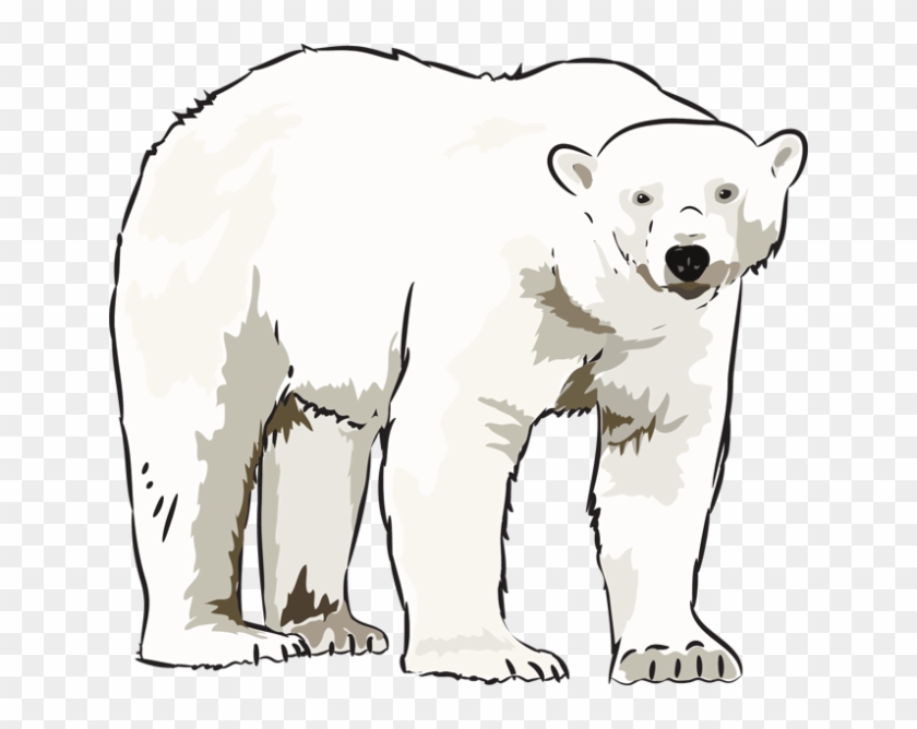 Art Polar Bear Clipart Clipart Kid - Clip Art Polar Bear - Png Download #1198855
