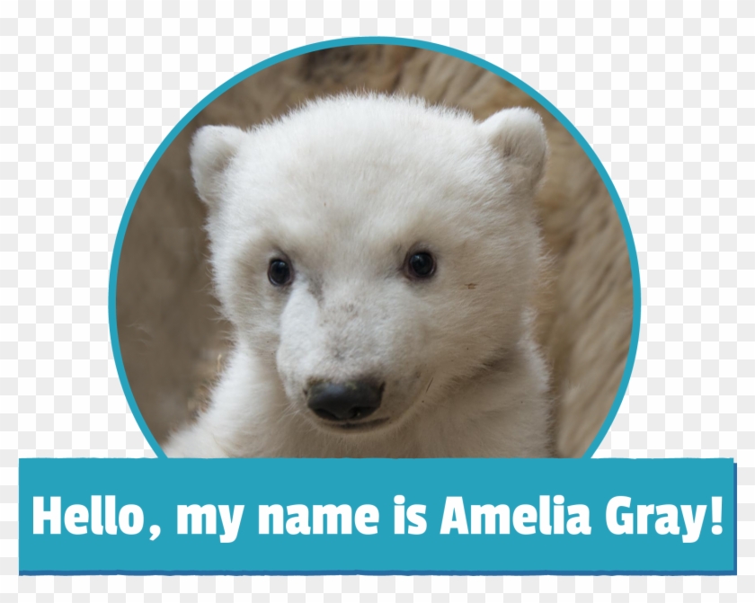 My Name Is Amelia Gray Image - Amelia Gray Polar Bear Clipart #1198867