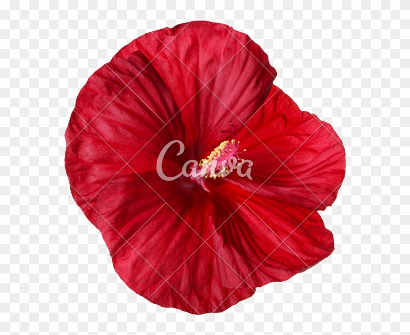 800 X 757 4 - Hawaiian Hibiscus Clipart #1199466