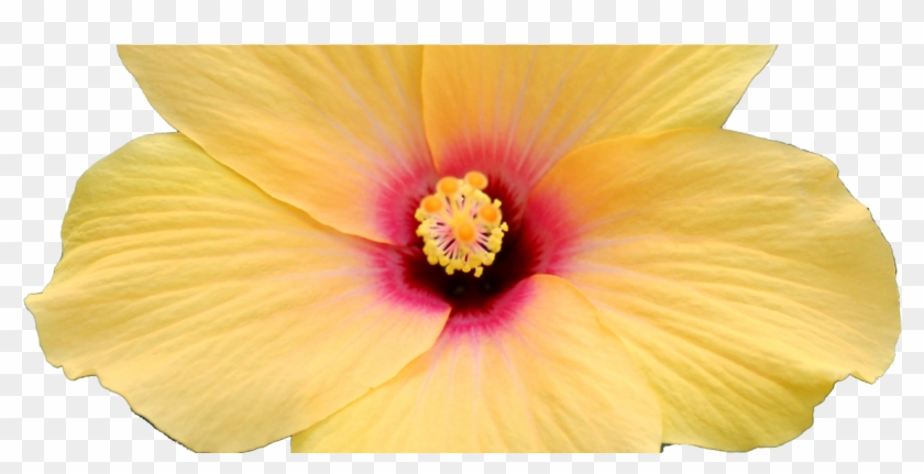 1280 X 589 2 - Hawaiian Hibiscus Clipart