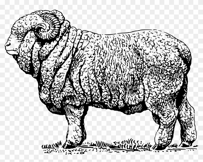 This Free Icons Png Design Of Merino Ram 2 Clipart