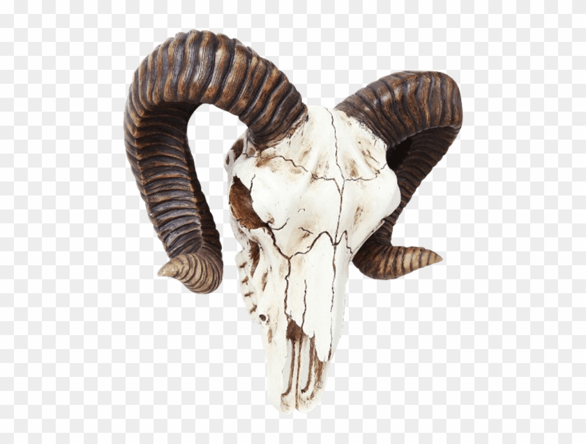 Ram Skull Clipart