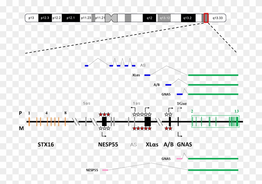 Organization And Imprinting Of The Gnas Complex Locus - Gnas Gene Clipart #123535