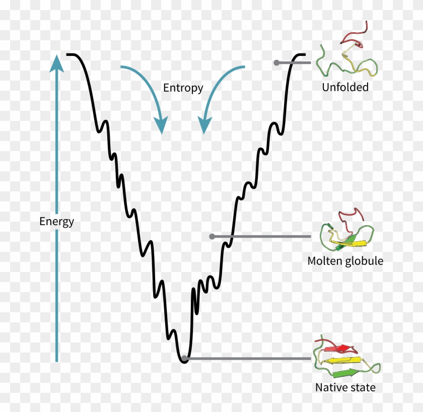 Folding Funnel Schematic - Protein Folding Molten Globule Clipart